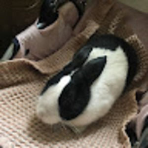 Meet your Posher, Anu